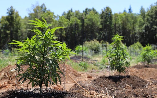 How to grow marijuana outdoors: a beginner’s guide